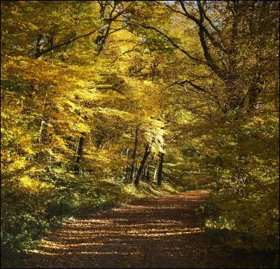 Tu te balades dans la forêt. Que fais-tu ?