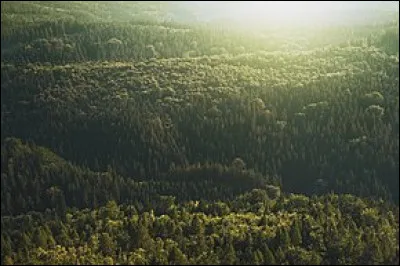 La forêt gémit sous le vent : c'est...