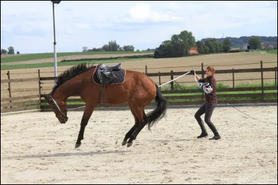 Aurais-tu du temps à consacrer à ton cheval, sachant qu'il te faudrait un minimum de 2 à 3 heures par jour et qu'un équidé vit de 25 à 30 ans ?