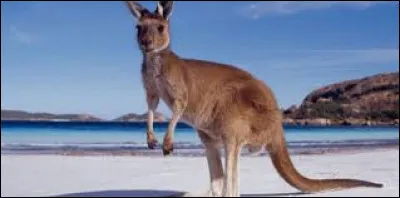 Trouvez le pays à l'aide de cet animal !