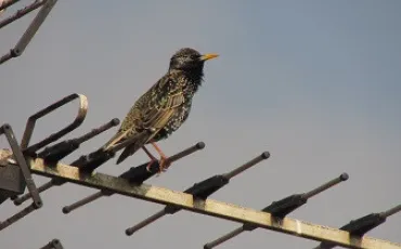 Quiz Animaux