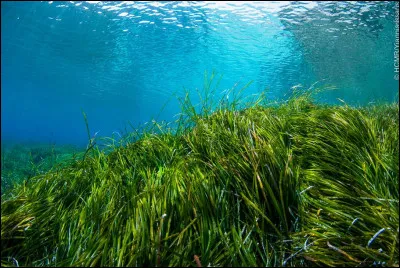 La posidonie est-elle une algue ou une plante marine ?