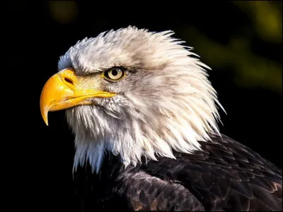 De quelle couleur était l'aigle de la chanson de Barbara ?