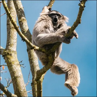 Quelle est la particularité d'un couple de gibbons ?