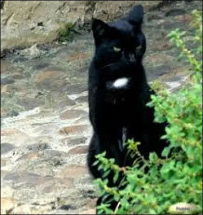 Quel est ce chat noir au poitrail blanc ?