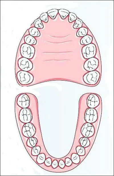 Combien de dents avons-nous ?