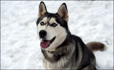 Quelle est cette race de chien ?