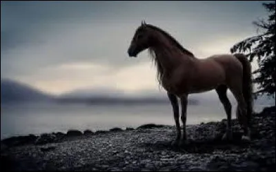 Qui a écrit "La Mort du petit cheval" ?