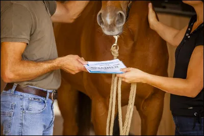 Pendant tout le test, imagine que tu es un cheval. Quelqu'un t'achète, quelle est ta réaction ?