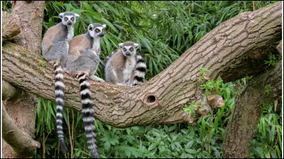 Quels sont ces animaux endémiques de Madagascar ?