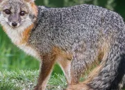 Quiz Le renard gris