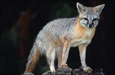 Quelle est la taille du renard gris ?