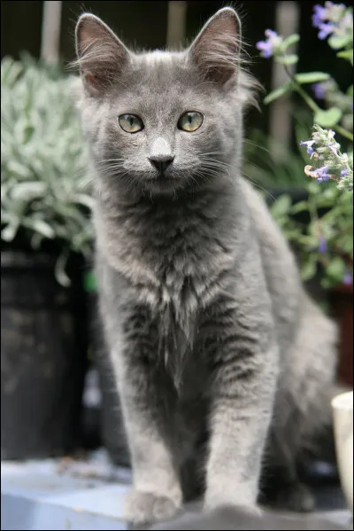 Quelle est la race de ce chat ?