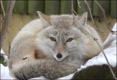 De quelle espèce est ce renard ?