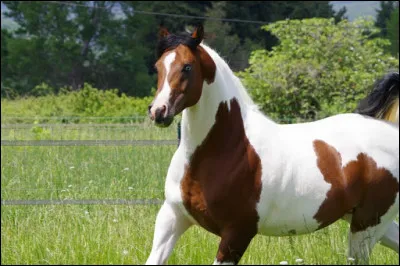 Quelle est la robe de ce cheval ?