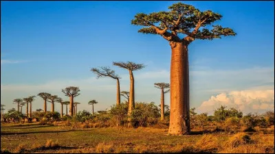 Quelle île de l'océan Indien est la plus grande du continent africain ?