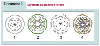 Quel est le diagramme floral de la fleur de lys ?