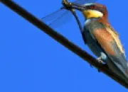 Quiz Avifaune d'Occitanie, reconnaissez-vous les oiseaux