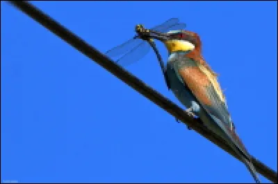 Reconnaissez-vous cet oiseau venu d'Afrique?