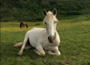 Quiz Les chevaux