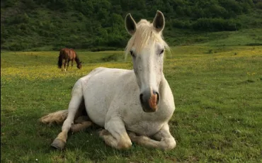 Quiz Chevaux