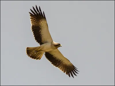 Cet aigle qui se prend pour un félin est...