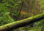 Test Qui es-tu dans le Clan de l'Arbre ?