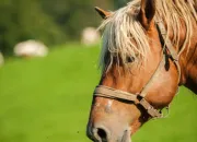 Quiz Connais-tu bien le cheval ?