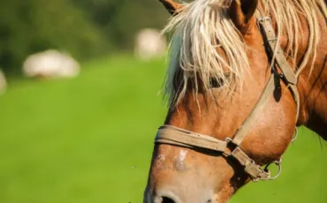 Quiz Chevaux