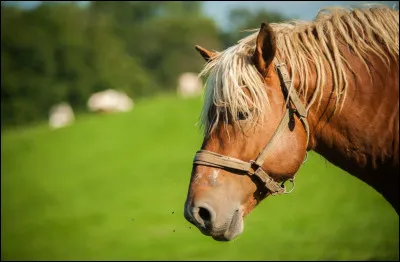 De quelle famille fait partie le cheval ?