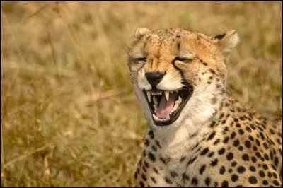 Bonjour et bon jeu ! Tout le monde sait que cet animal (Acinonyx jubatus) est le mammifère terrestre le plus rapide du monde animal. D'ailleurs ce félin, originaire d'Afrique, est le seul membre du genre Acinonyx. On le retrouve donc dans les savanes d'Afrique et dans la péninsule arabe.
Nommez ce félin classé dans la catégorie vulnérable (VU) par l'IUCN.