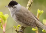 Quiz Les oiseaux de nos jardins