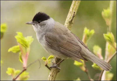 Ces migrateurs partiels ne sont pas encore tous revenus dans nos régions à la période où j'écris ce quiz (7 avril), mais on commence tout de même à entendre leur chant. Quel oiseau pouvez-vous identifier ici ?