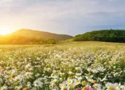 Quiz Le printemps chez les Allemands