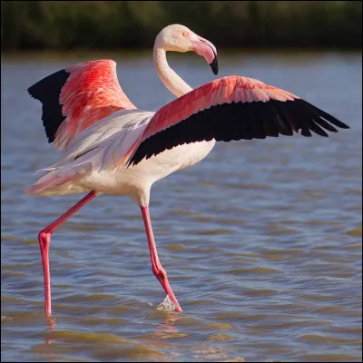 Cet oiseau présente de nombreux effectifs en Méditerranée, et notamment en Camargue où ils sont des milliers à nicher. Quelle est cette espèce ?