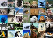 Test Quel animal es-tu ?