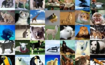 Quiz Animaux