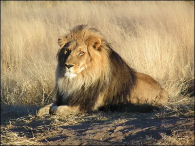 Qui est l'auteur du roman ''Le Lion'' ?