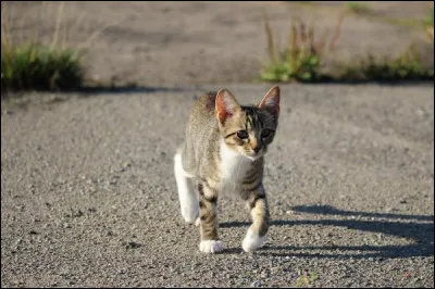 Si l'on coupe les moustaches du chat, elles ne repoussent pas.