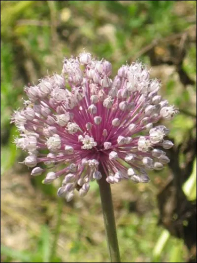 Quelle est cette plante ?