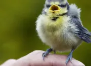 Quiz C'est comme l'oiseau