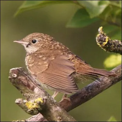 Chante, chante rossignol - Trois couplets en espagnol !