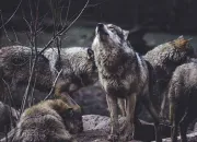 Test Qui es-tu dans une meute de loups ?