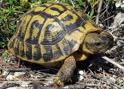 Quiz Saurez-vous reconnatre ces tortues ?