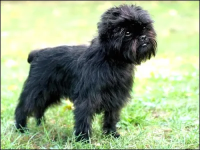 Quelle est la race de ce chien ?