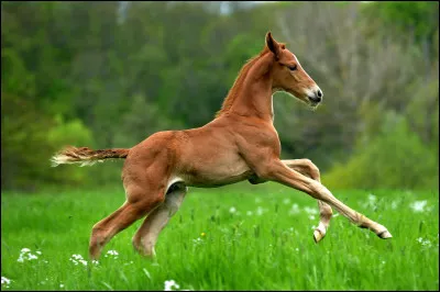 Un cavalier qui surgit hors de la nuit. Court vers l'aventure au galop ! Mais comment donc s'appelle son cheval ?