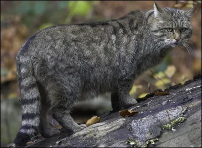 "L'espion aux pattes de velours" est un film produit par :