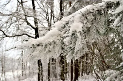 "Avec son intuition d'enfant, il comprenait qu'il était impossible qu'un marin se plaise dans un endroit où l'horizon était caché par une forêt dense, recouverte de givre" est une citation de :