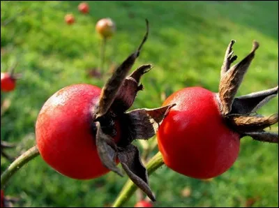 De quelles fleurs proviennent ces fruits ?