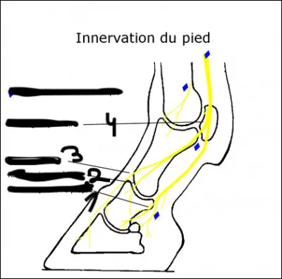 Comment se nomme la partie du pied du cheval représentée par le 1 ?